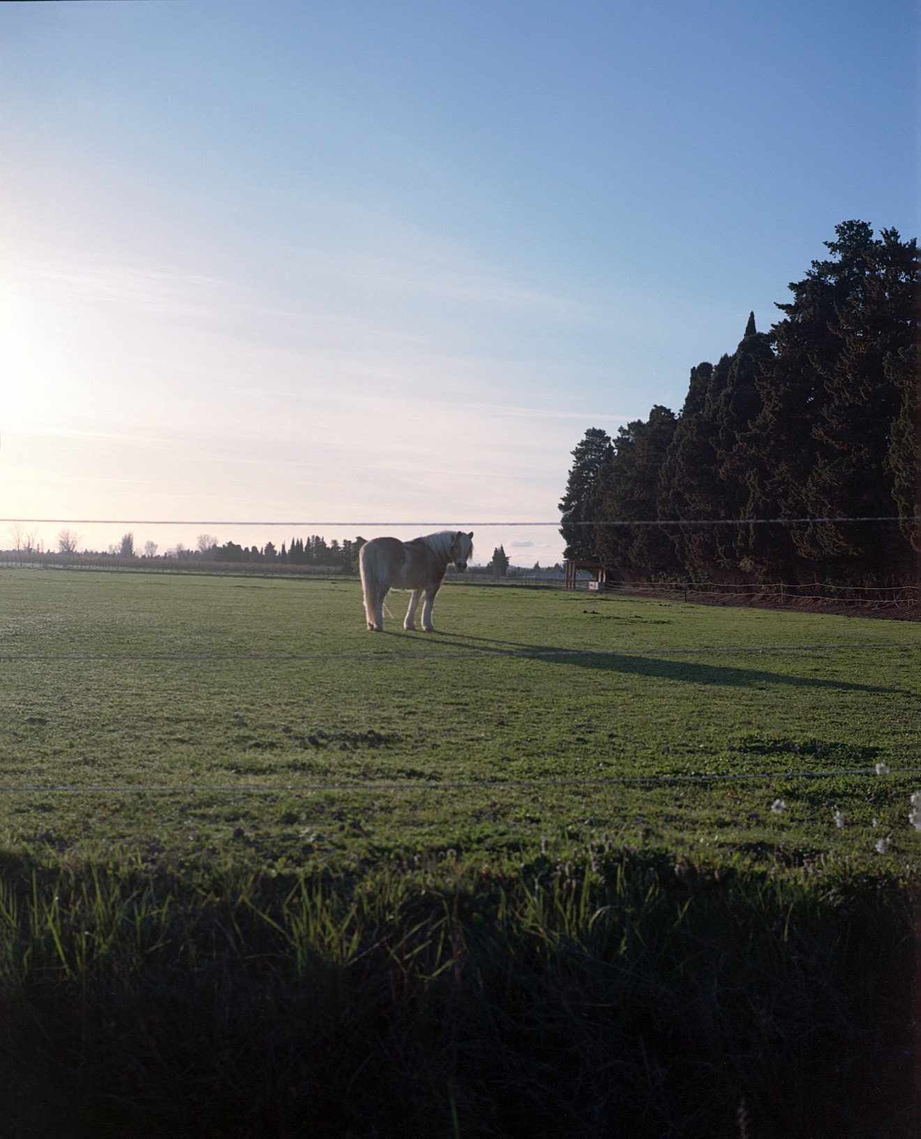 HORSE
