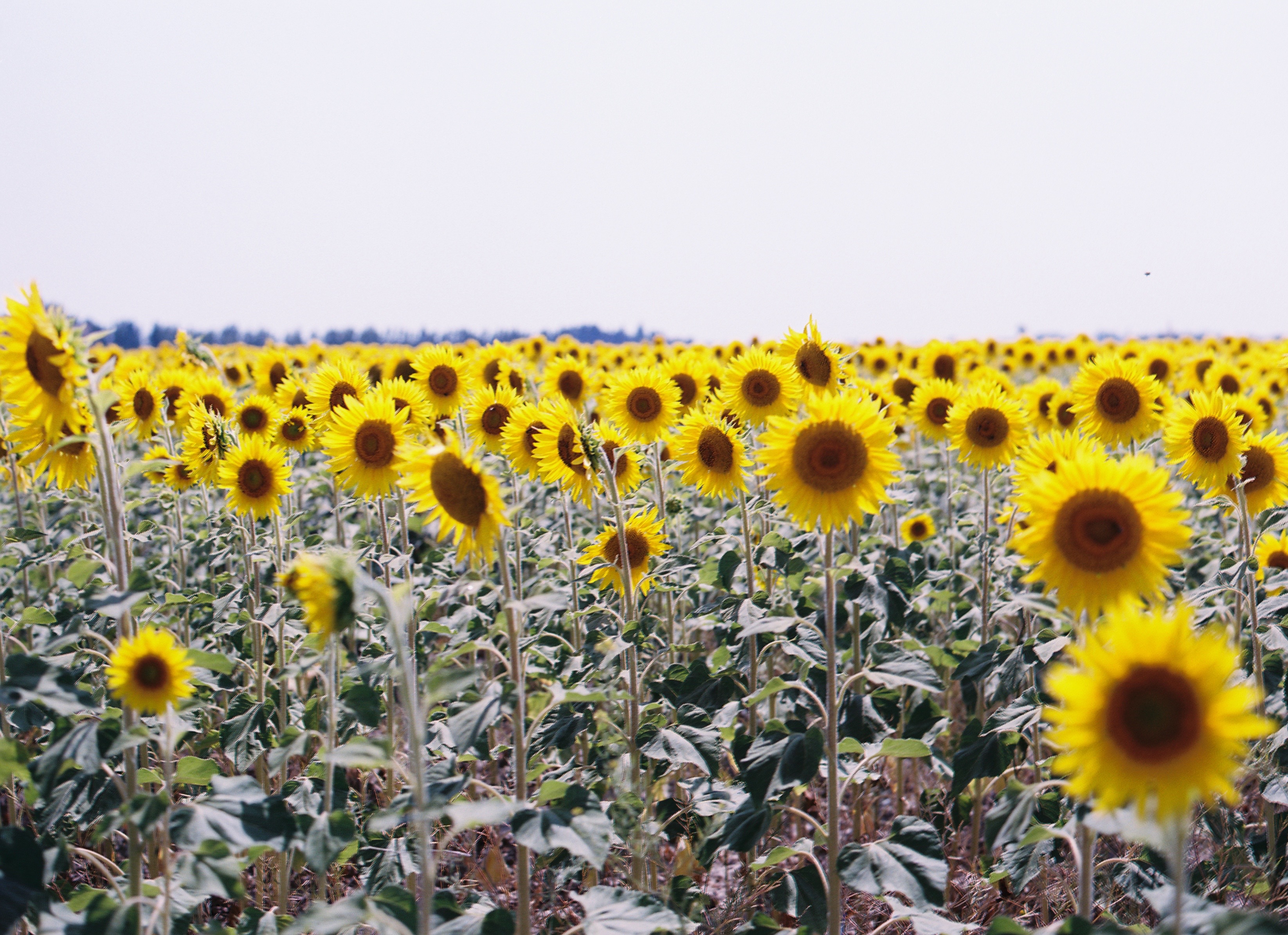 TOURNESOL